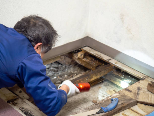 Best Black Mold Remediation in Peoria Heights, IL