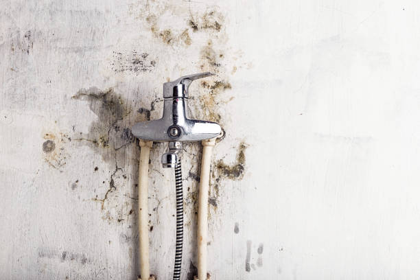 Best Emergency Mold Remediation in Peoria Heights, IL