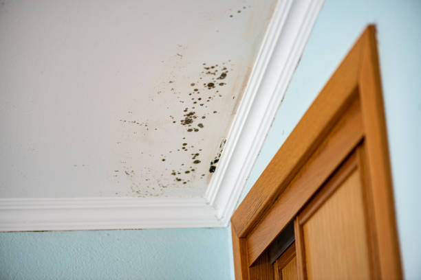 Best HVAC Mold Remediation in Peoria Heights, IL
