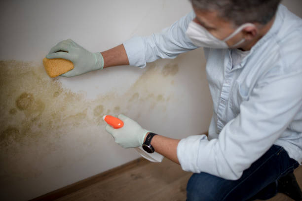 Peoria Heights, IL Mold Remediation Company
