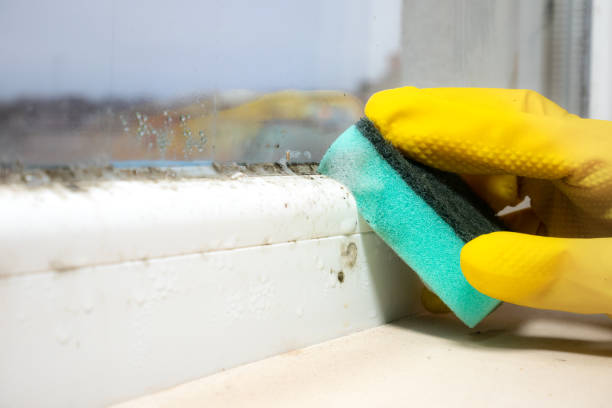 Best Crawl Space Mold Remediation in Peoria Heights, IL