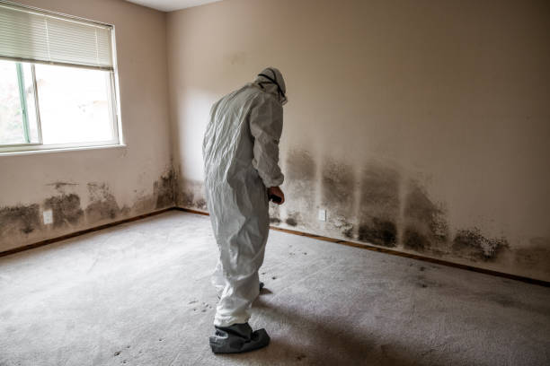 Best Commercial Mold Remediation in Peoria Heights, IL
