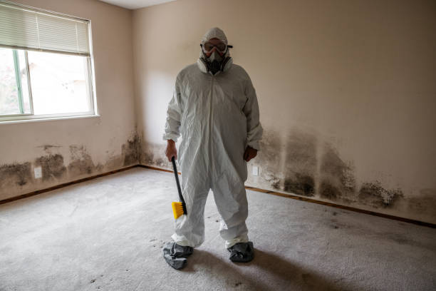 Best Health and Safety Mold Remediation in Peoria Heights, IL