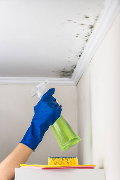 Best Attic Mold Remediation in Peoria Heights, IL